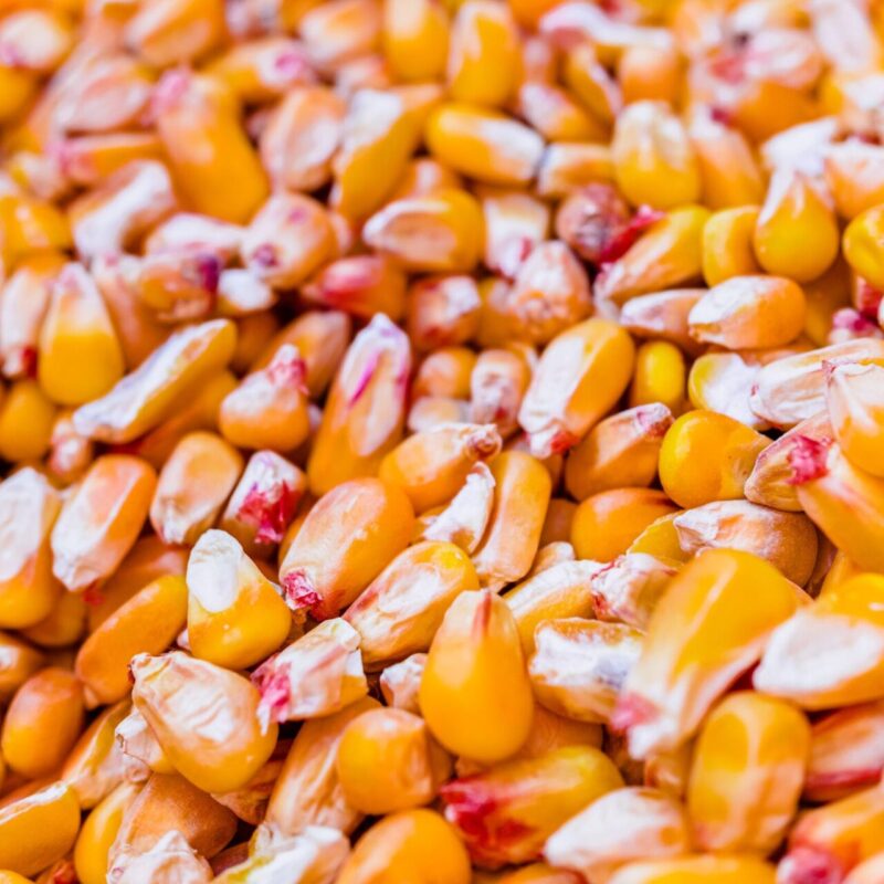Detail of corn grains to feed hens in a farm. Detail of corn grains to feed hens in a farm.