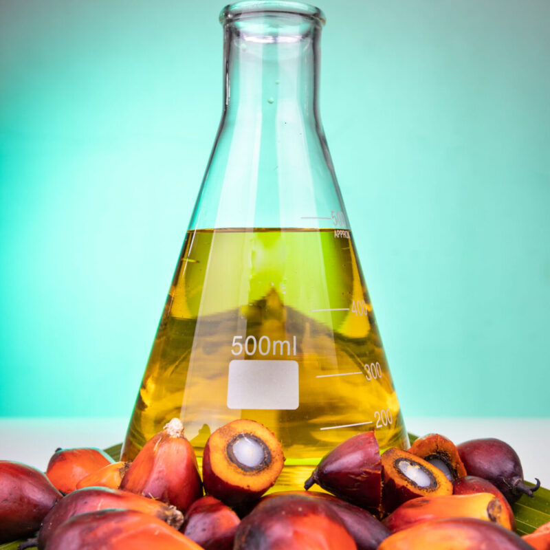 Oil palm fruits with distilled in beaker in laboratory with green backgound Oil palm fruits with distilled biofuel in beaker in laboratory, with palm leaf as prop in green background