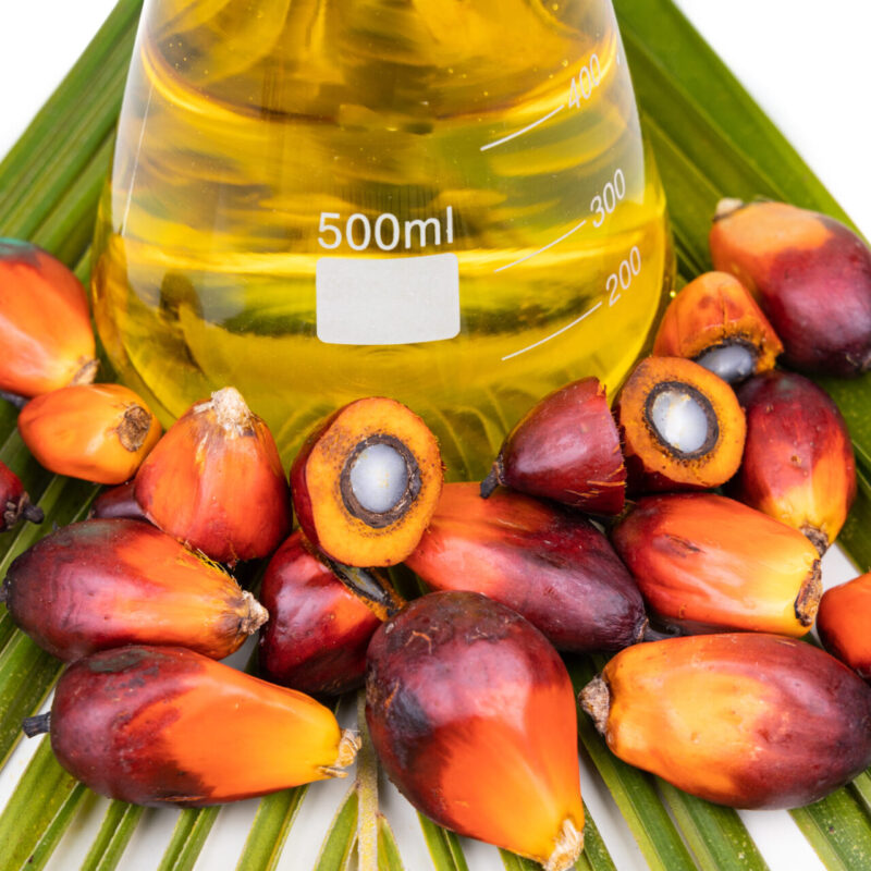 Close-up on Oil palm fruits with biofuel in beaker in laboratory Close-up on Oil palm fruits with biofuel in beaker in laboratory, with palm leaf as prop.