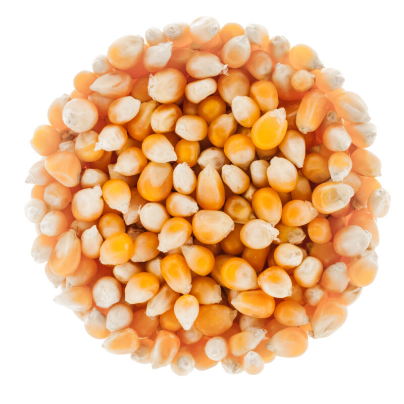 Perfect Circle of Corn Seeds Isolated on White Perfect Circle of Unpoped Corn Seeds Isolated on White Background