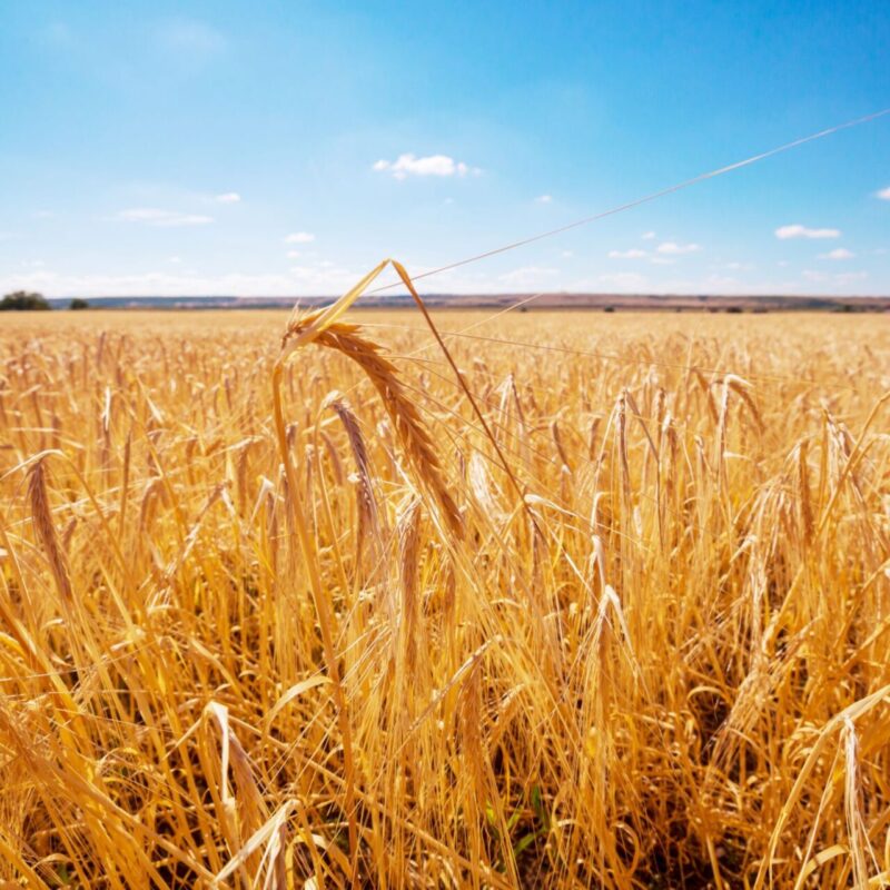 Wheat field, close up shot Wheat field, close up shot